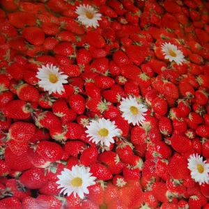 Jordgubbar vaxduk (fler färger)